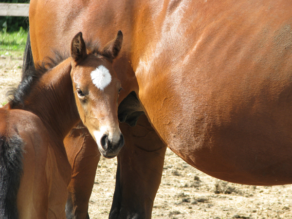 Master Diplomat 2008 Foal
